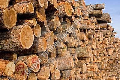 /ProductImg/Pine-Wood-Logs.jpg