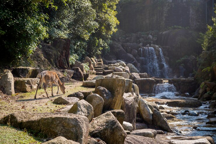 History of Jim Corbett National Park India