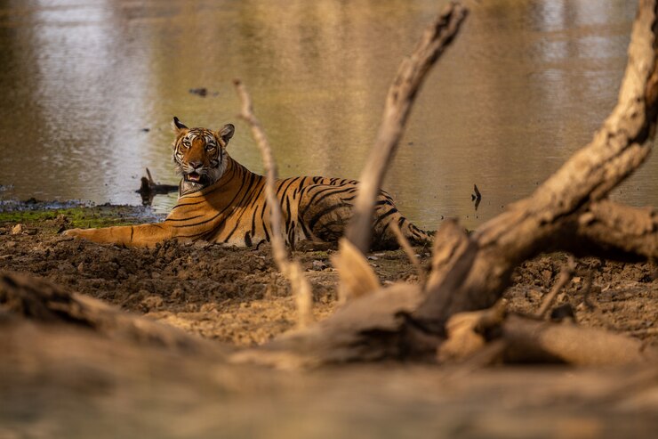 Tourism Zone Jim Corbett