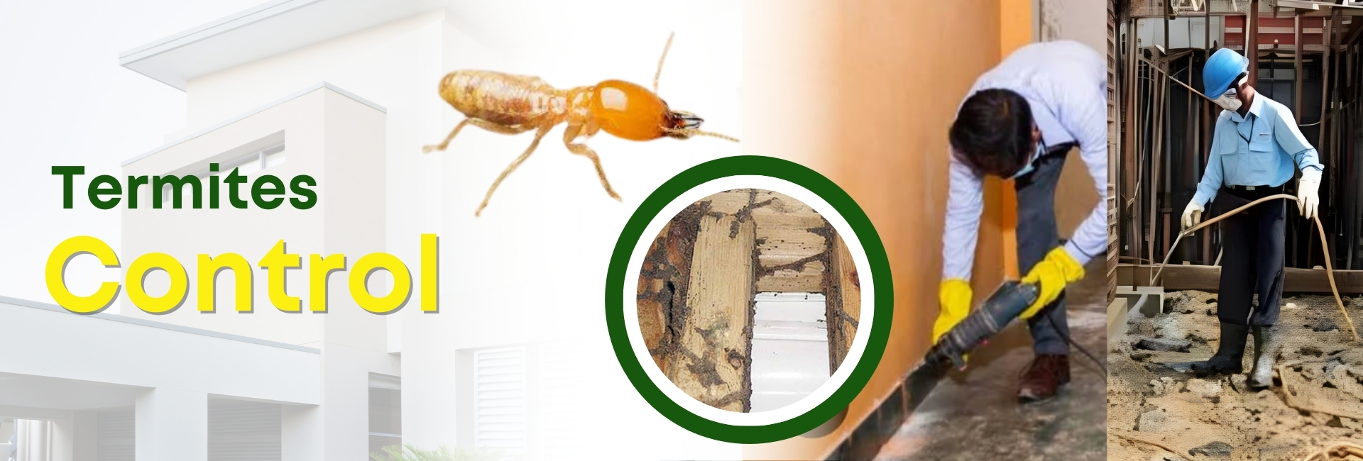 Termites Control