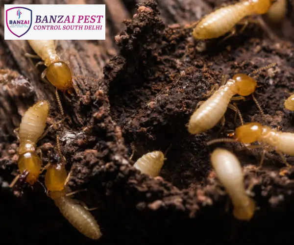 Top Pest Control Services in south Delhi: Banzai Pest Control