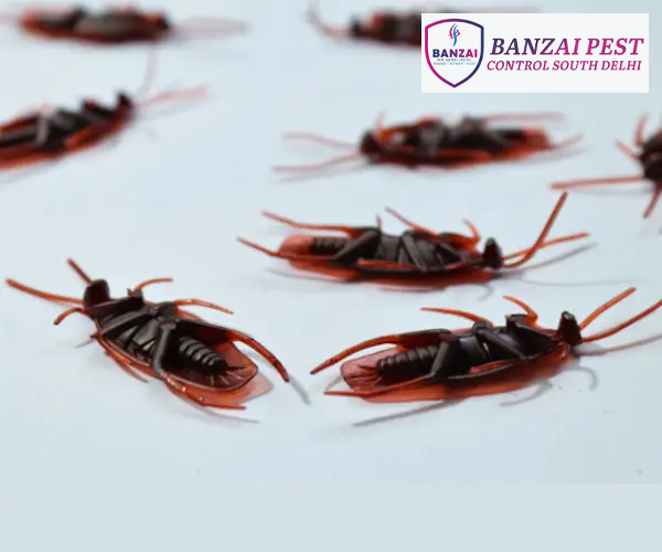 Pest Control Services for Cockroaches in South Delhi | Banzai Pest Control