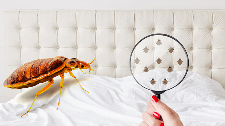 Bedbug Control Services
